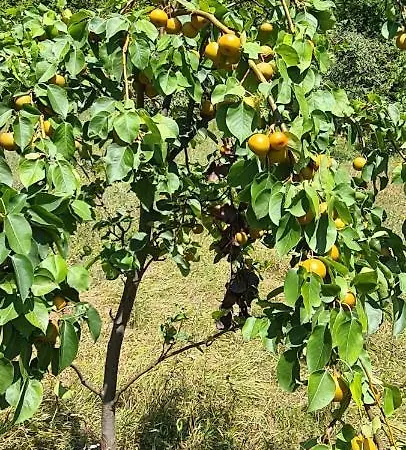 Sunset Villa Podastrana